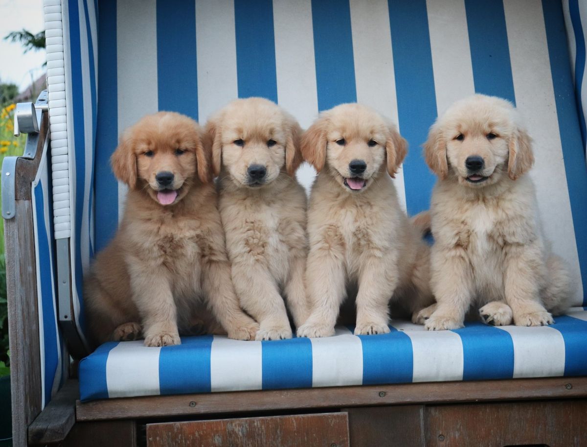 Family-raised Golden Retriever puppies receiving attentive early care